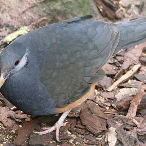 Thick-billed ground-pigeon