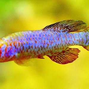 Sainthouse's killifish; Whipsnade; 25th July 2019