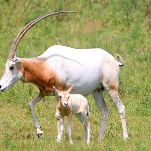 Scimitar-horned oryx with calf; Whipsnade; 25th July 2019