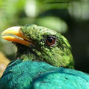 Golden-headed Quetzal