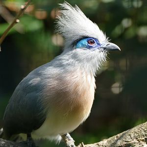 Crested coua