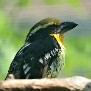 Gilded Barbet