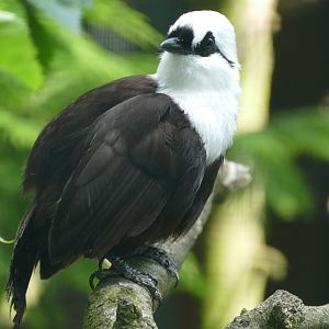 Sumatran laughingthrush