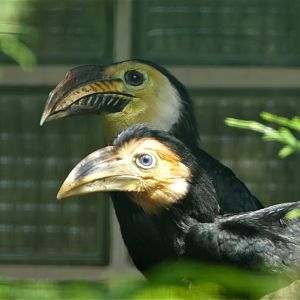 Southern sulawesi tarictic hornbill male and youngster