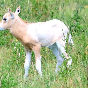 Scimitar-horned oryx calf; Whipsnade; 25th July 2019