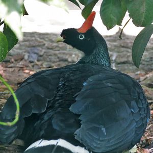 Horned guan