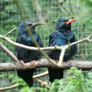 Green woodhoopoe