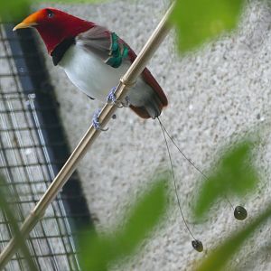 King bird-of-paradise