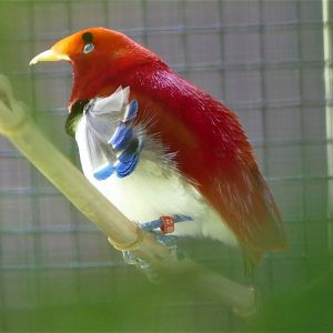 King bird-of-paradise