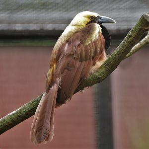 Raggiana Bird-of-paradise