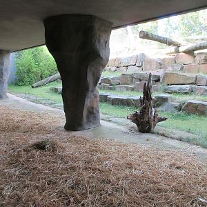 Kitum Cave - Valley of the Great Apes