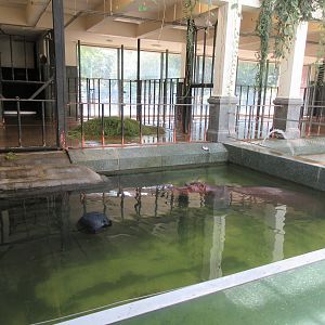 Common Hippo (in an extremely tiny pool)