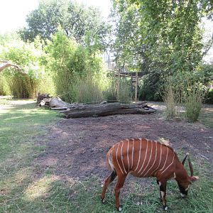 Eastern Bongo Exhibit