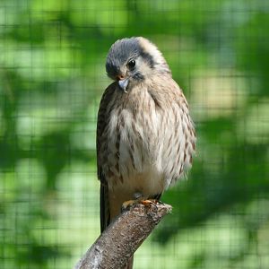 American kestrel
