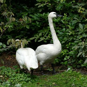 Whistling swan