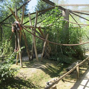 Ring-tailed Lemur Walk-Through Exhibit (outdoors)