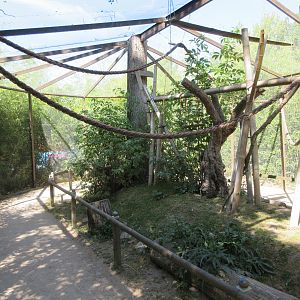 Ring-tailed Lemur Walk-Through Exhibit (outdoors)