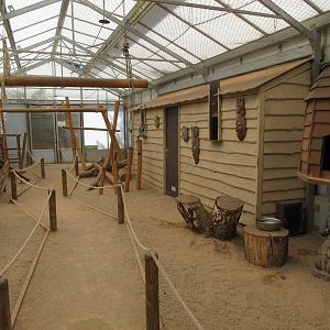 Ring-tailed Lemur Walk-Through Exhibit (indoors)
