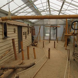 Ring-tailed Lemur Walk-Through Exhibit (indoors)