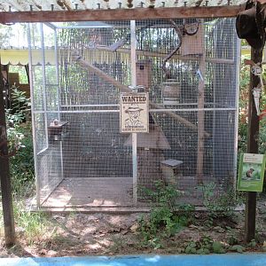 Siberian Chipmunk Exhibit