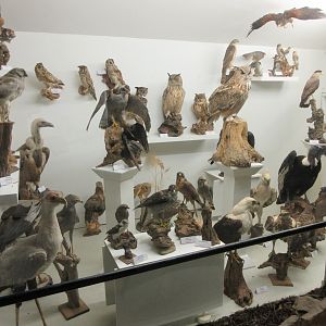 Bird Museum (hundreds of specimens)