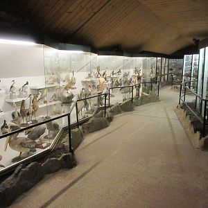 Bird Museum (hundreds of specimens)