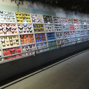 Tropical House - Butterflies + Moths Galore!