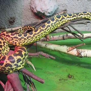 Tropical House - Yellow Anaconda (striking colours!)