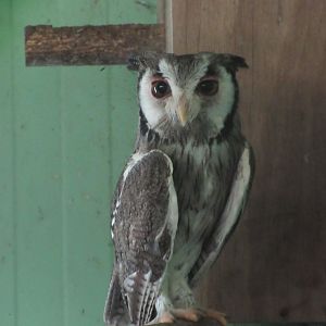 Tropical House - Northern White-faced Scops Owl