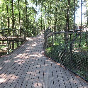 European Brown Bear Exhibit (seen via overhead boardwalk)