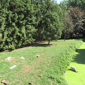 Hudson Bay Wolf Exhibit