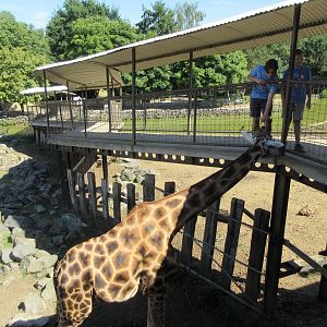 Giraffe + Belgian Kids = minimal barrier