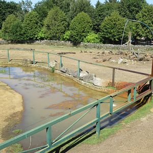 African Elephant Exhibit  - Pool
