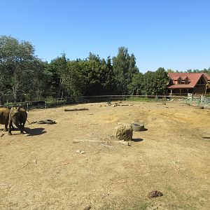 African Elephant Exhibit