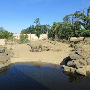 Asian Elephant Exhibit