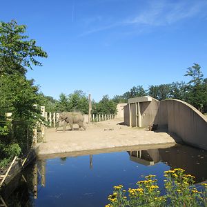Asian Elephant - Bull Exhibit
