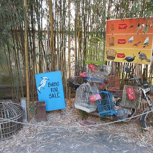 Tropical House - Silent Forest Theme