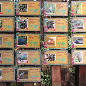 Tropical House - Bird Species List