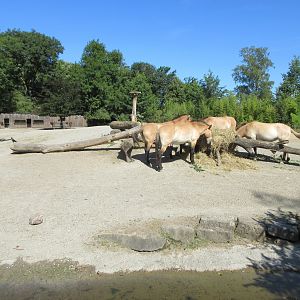 Przewalski's Horse Exhibit