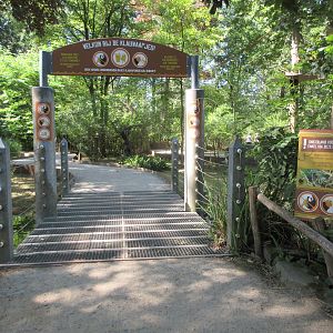 Golden-headed Lion Tamarin/Geoffrey's Marmoset Walk-through Exhibit