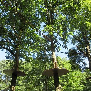Golden-headed Lion Tamarin/Geoffrey's Marmoset Walk-through Exhibit