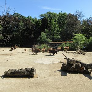 American Bison/Wapiti Exhibit