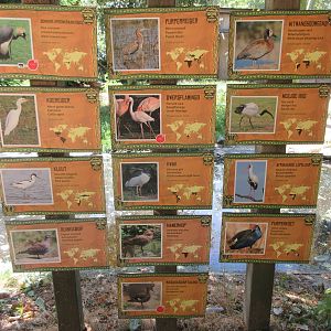 African Savanna - Bird Species List