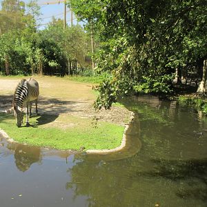 Grevy's Zebra Exhibit - deceptively simple water barrier