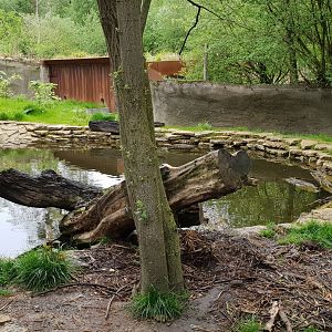 European otter enclosure