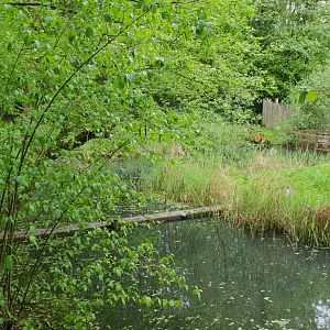 Outdoor Bush dog island