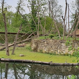 Capybara - Capuchin monkey island