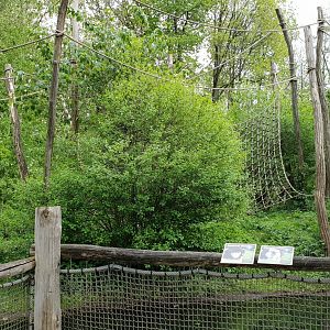 Spider monkey outdoor enclosure