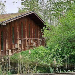 Indoor housing Spider monkey