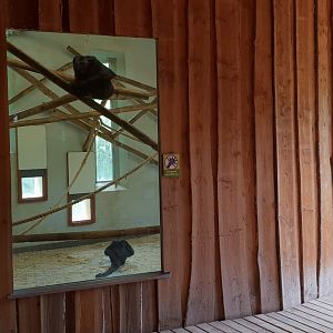 Indoor enclosures Spider monkey